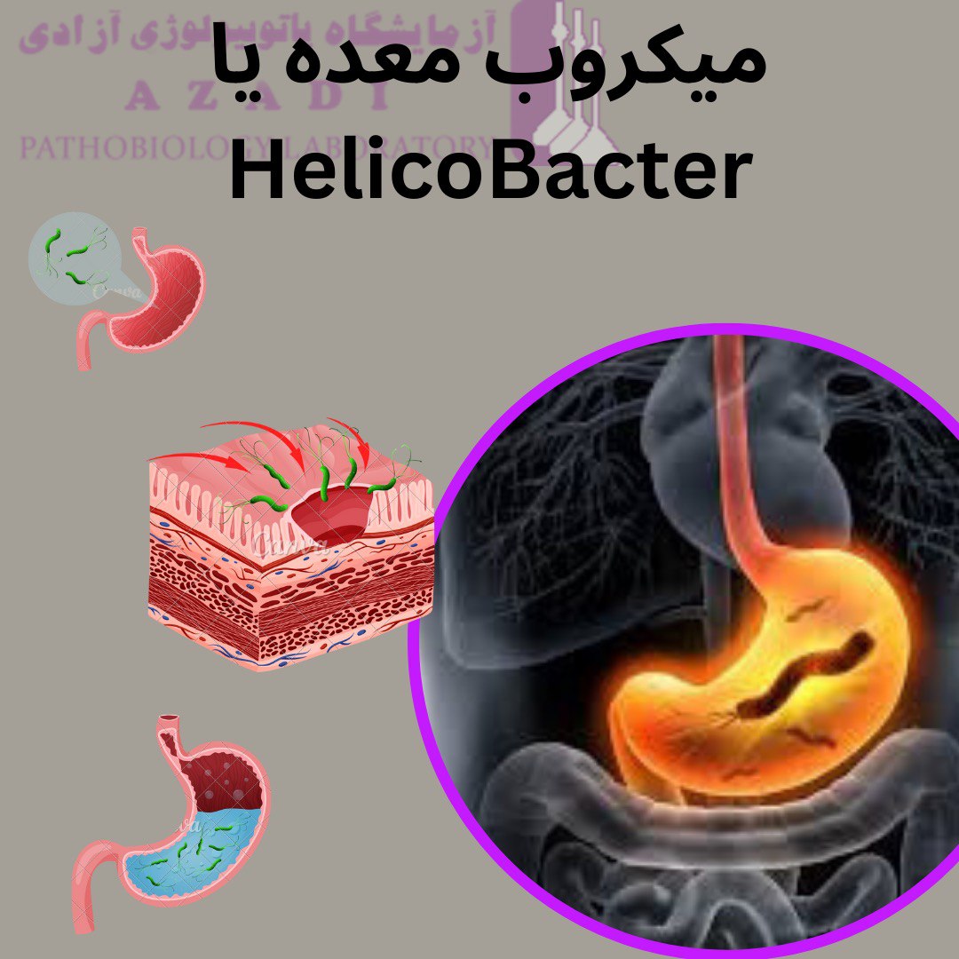 میکروب معده