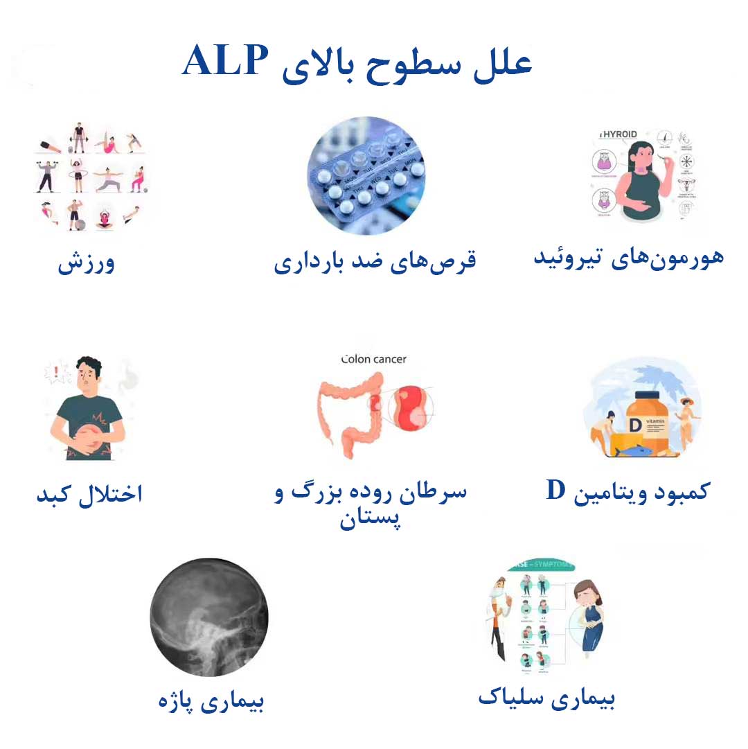میزان نرمال آلکالین فسفاتاز در بزرگسالان